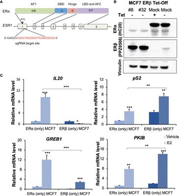 ERα and ERβ Homodimers in the Same Cellular Context Regulate Distinct Transcriptomes and Functions